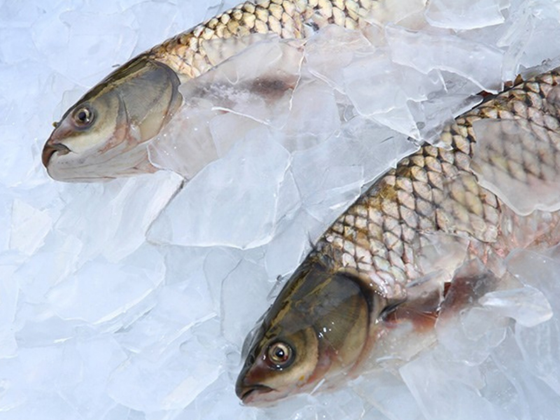 Daxtro 1 Ton/day to 20 Tons/day Plate Ice Machine